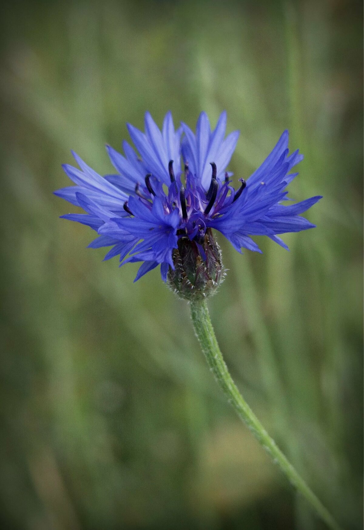 василек синий (centaurea cyanus) фото