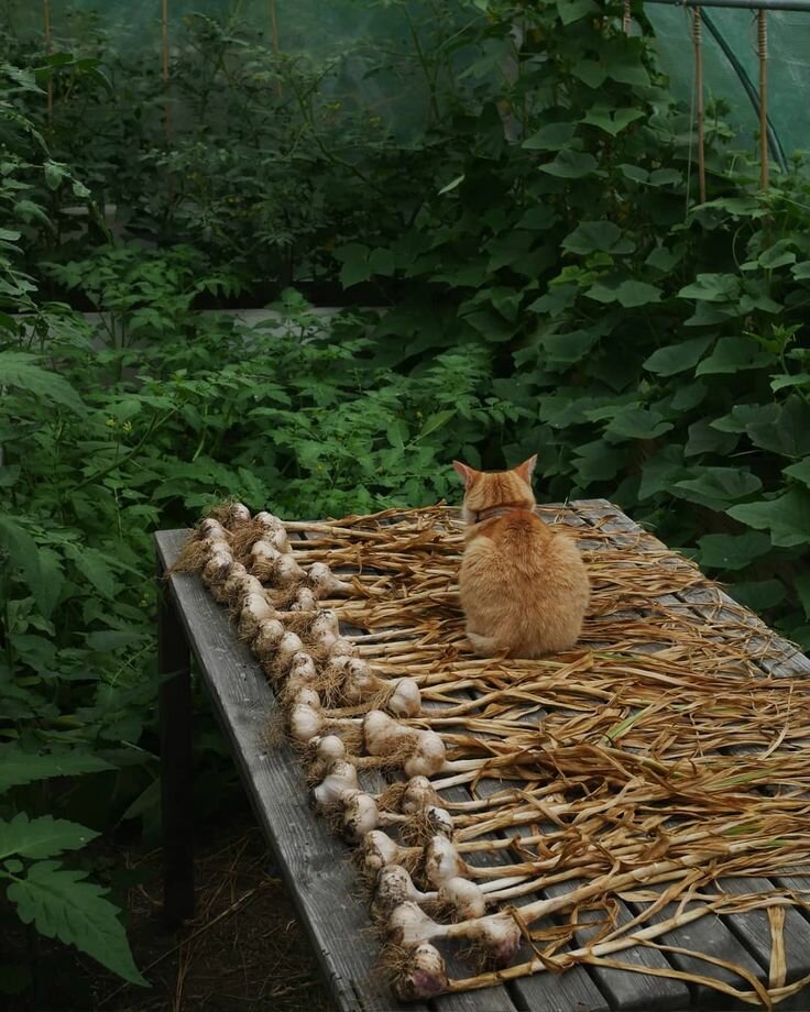 коты в лесу фото