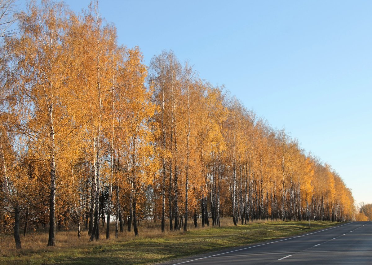 осень березы фото