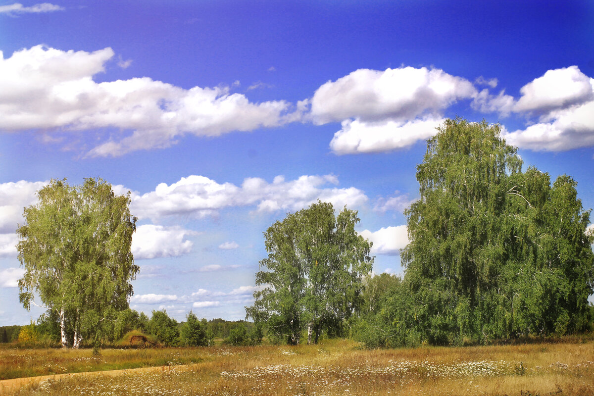береза в поле фото