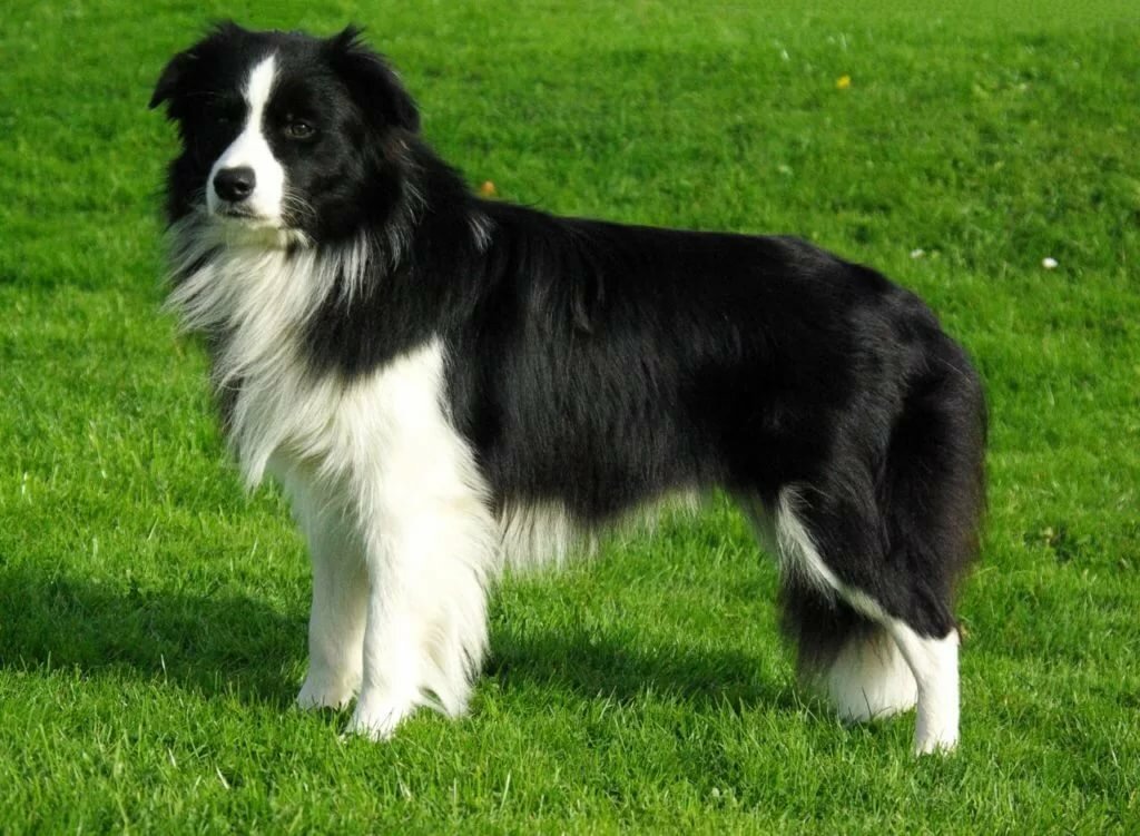 порода собак бордер колли фото