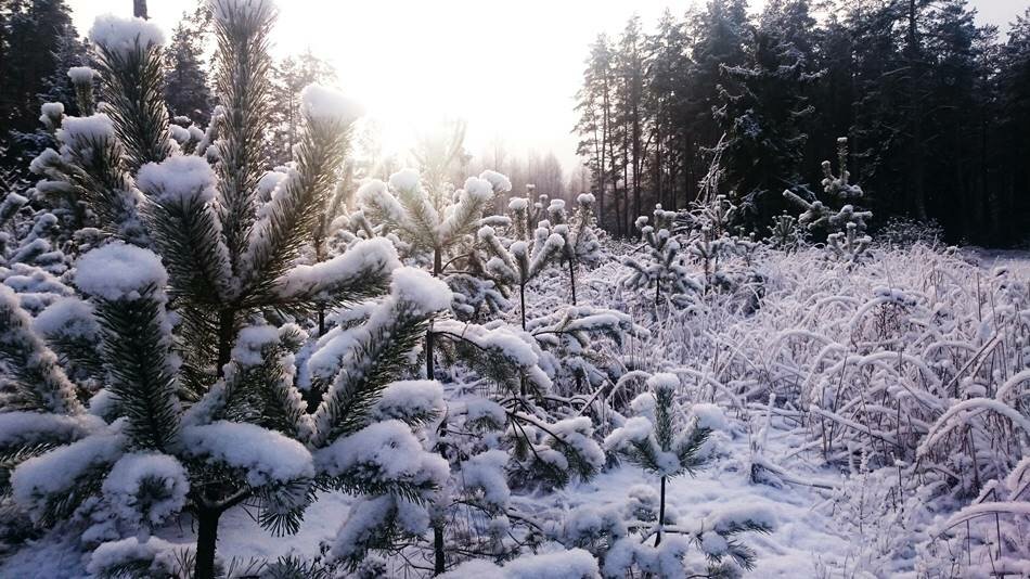 ель на даче зимой фото