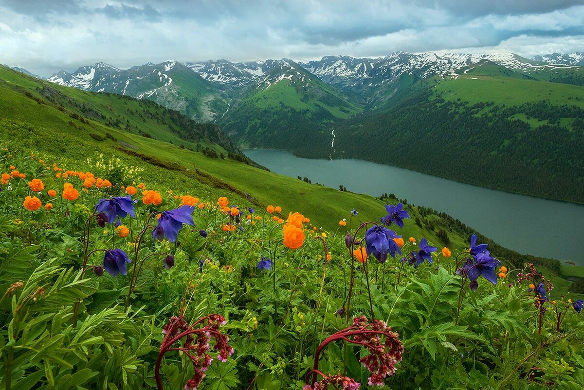 катунский заповедник альпийские луга фото