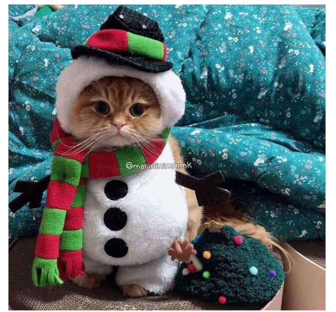 кот новогодний фото