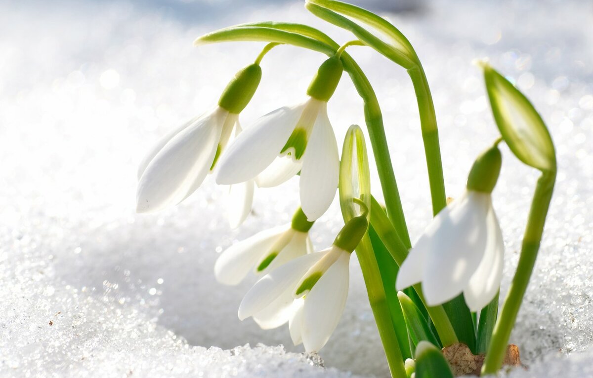 Картинки на рабочий стол-март