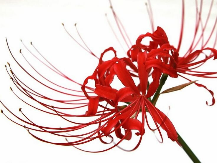 Red spider lily tokyo ghoul wallpaper