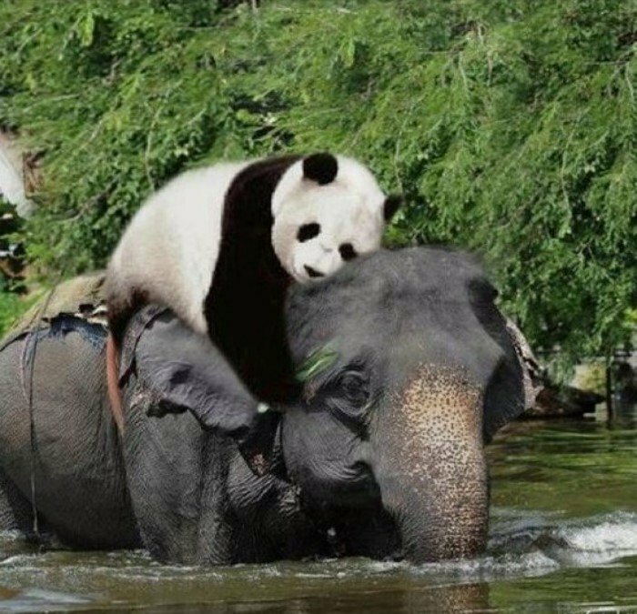 asian-elephant-panda-bear-distribution-xxx-sleeping-sex