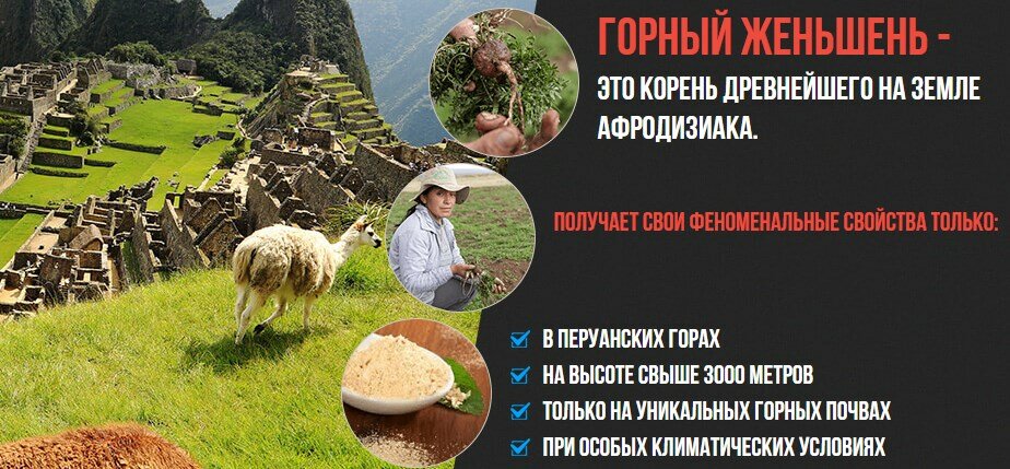 перуанская мака фото