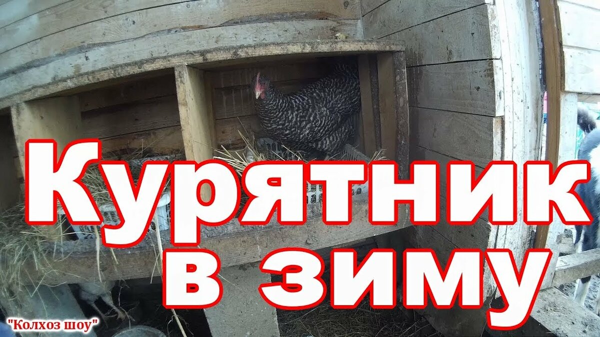 зимний курятник фото