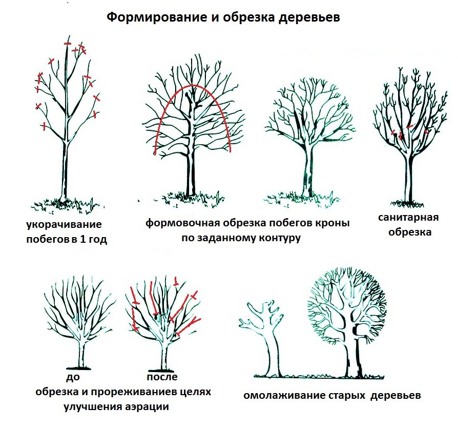 как произвести обрезку плодовых деревьев