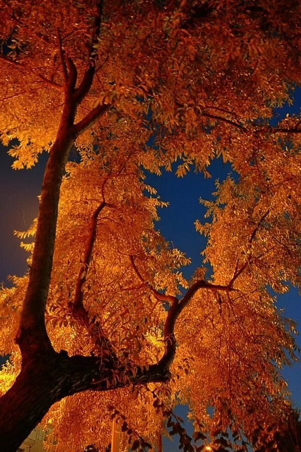 Autumn night by Aylin Kinacioglu Autumn Autumn scenes, Autumn scenery, Fall pictures