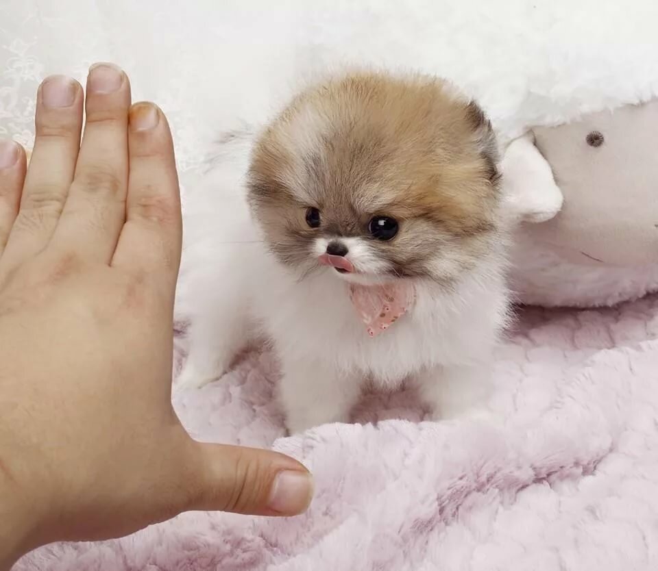 super tiny teacup puppies for sale