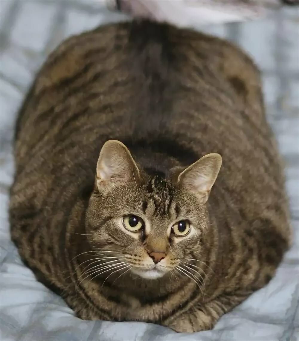 ������� ��������, �������� � �������� ��� ����������