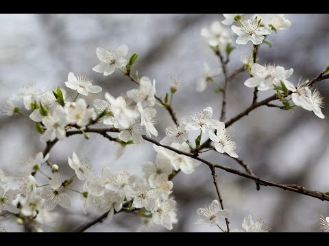 цветущая весна фото