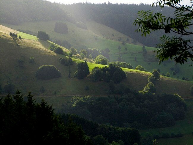 лес шварцвальд германия фото
