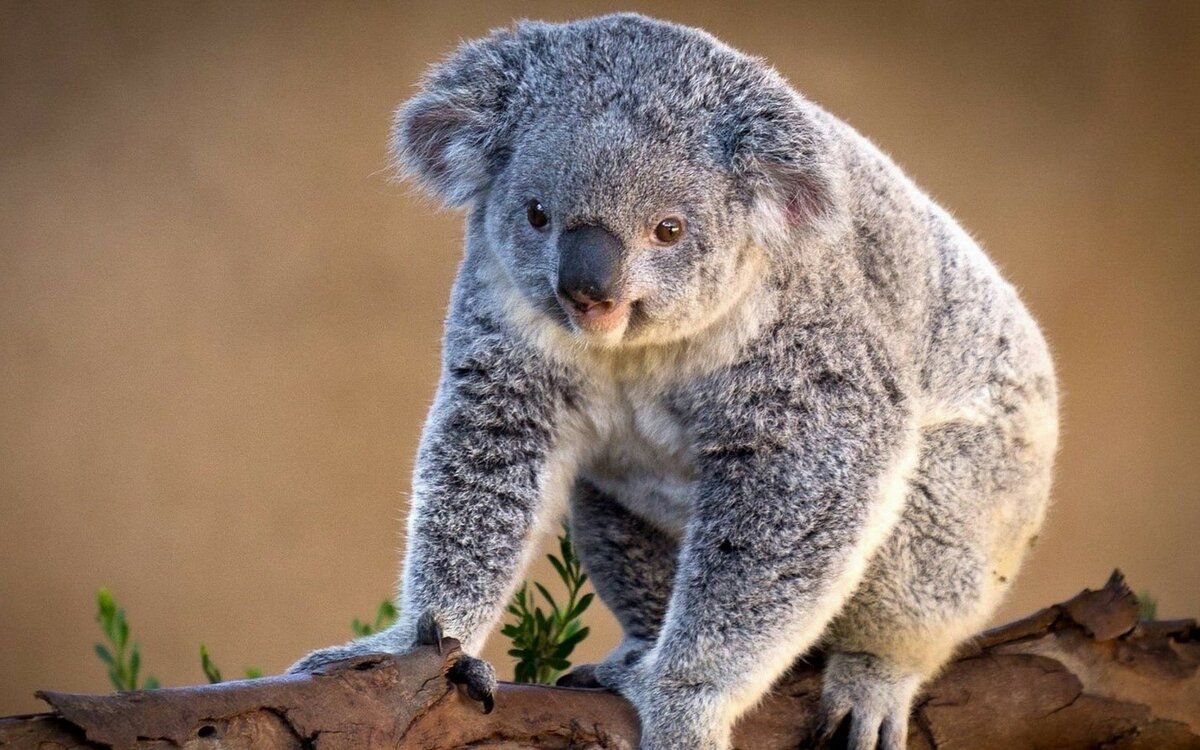 коала фото