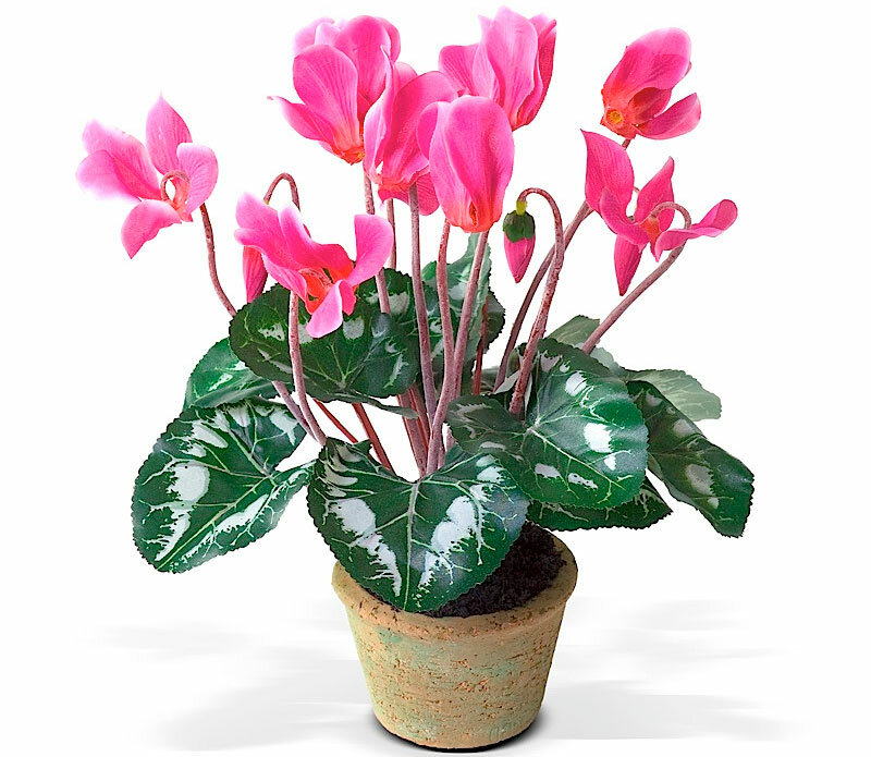 Картинки цветущих домашних цветов