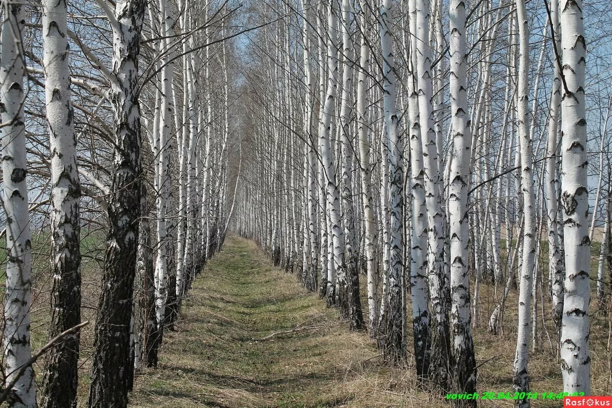 фото русских берез блины меня