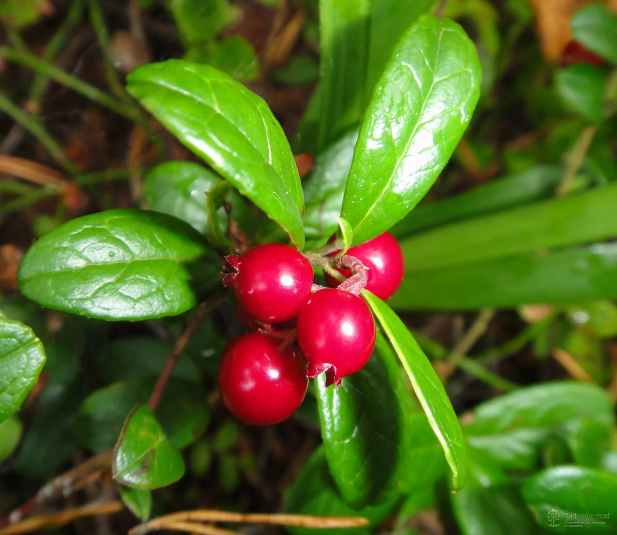 Брусника (Vaccinium vitis-idaea)