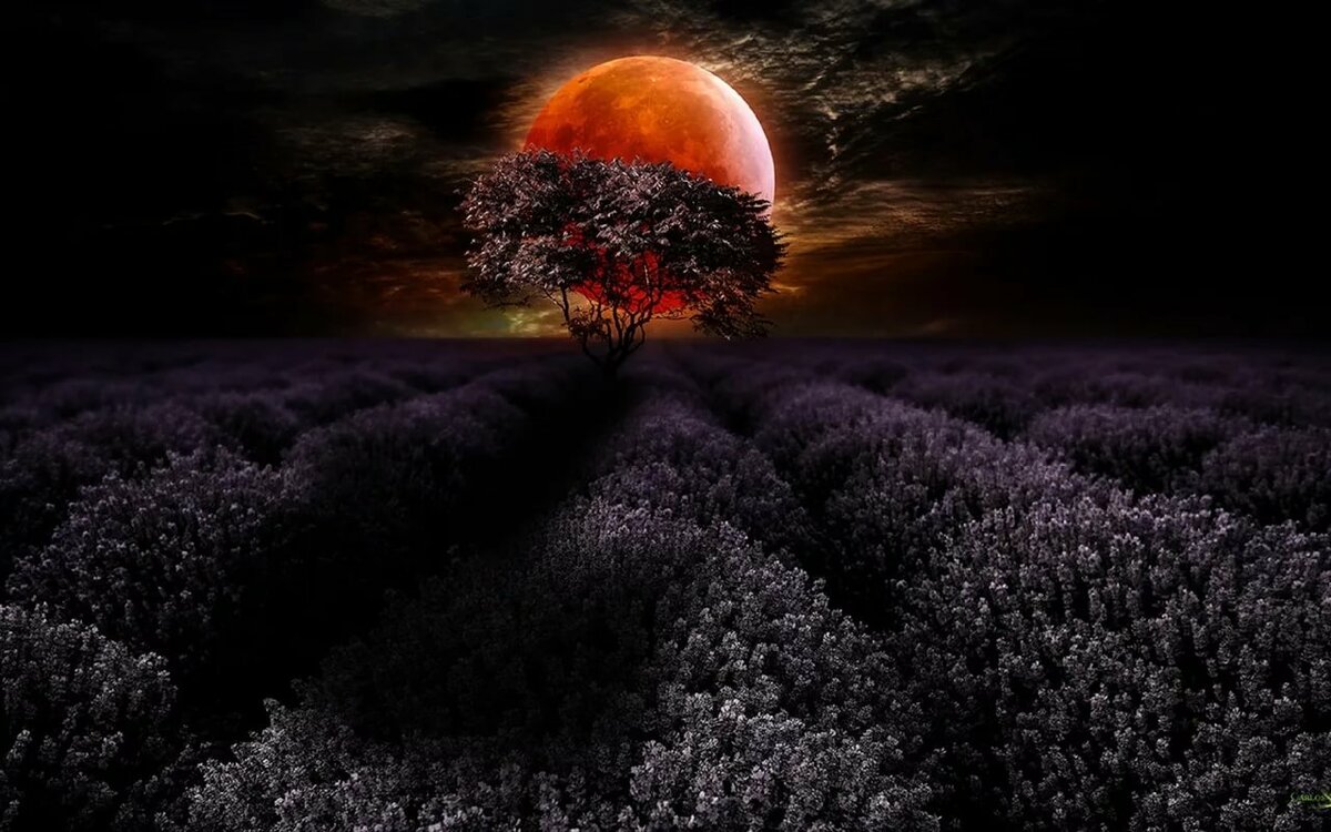 Картинки ночь луна поле