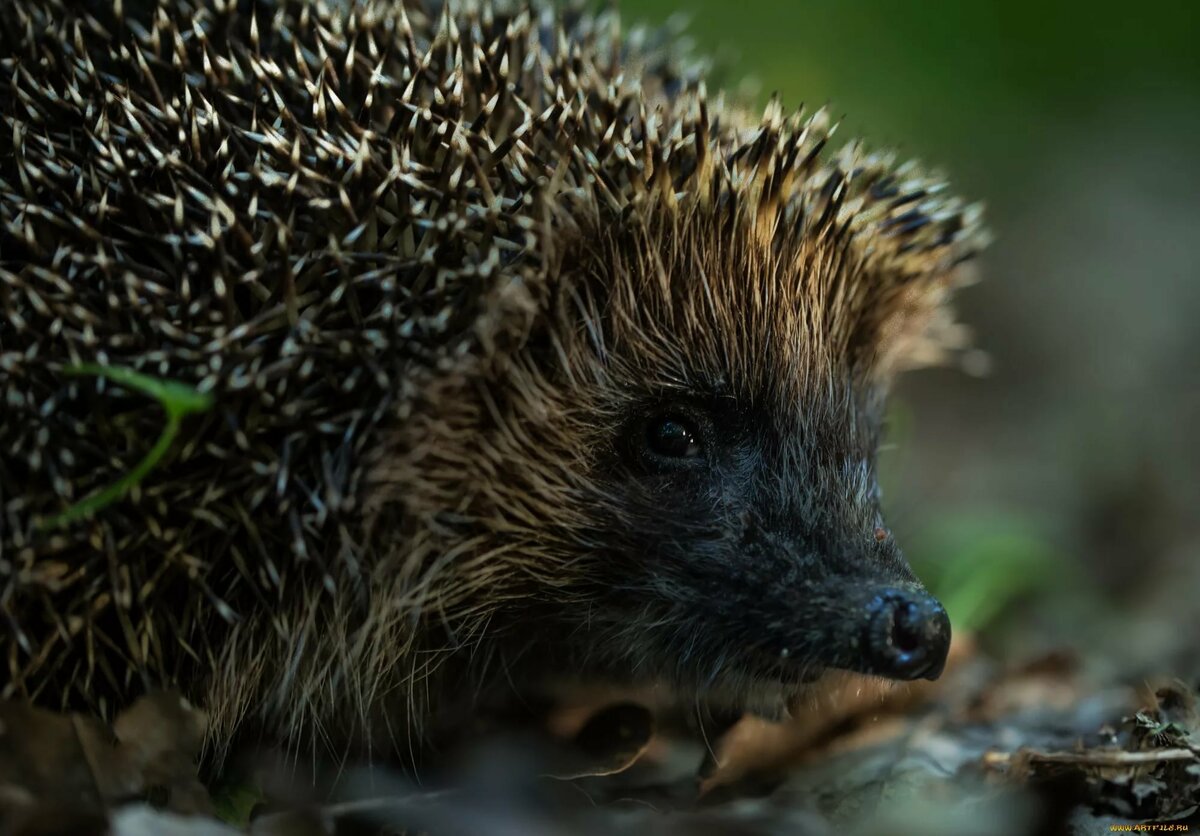 Олень и ежик картинки