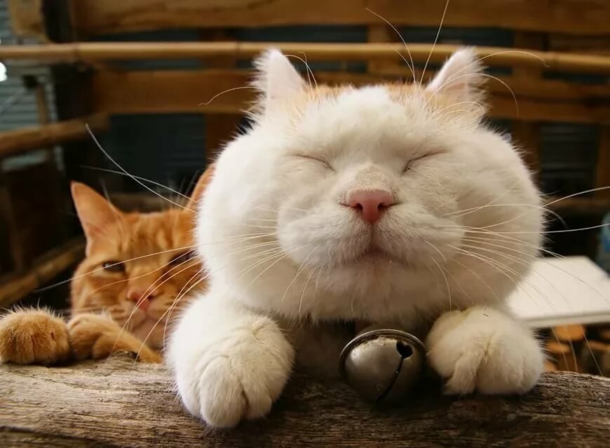 ����� ������� ��������