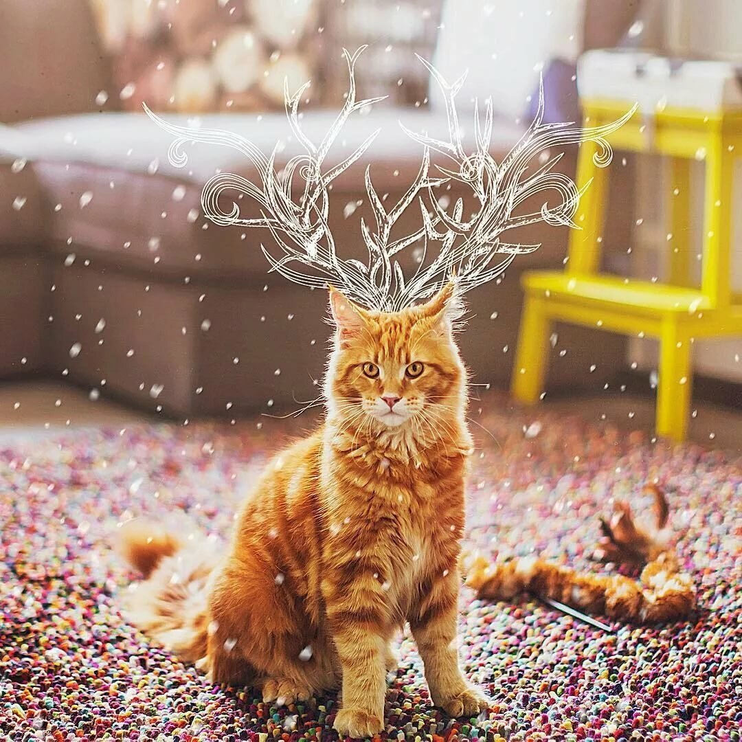 кот котлета кристина макеева фото
