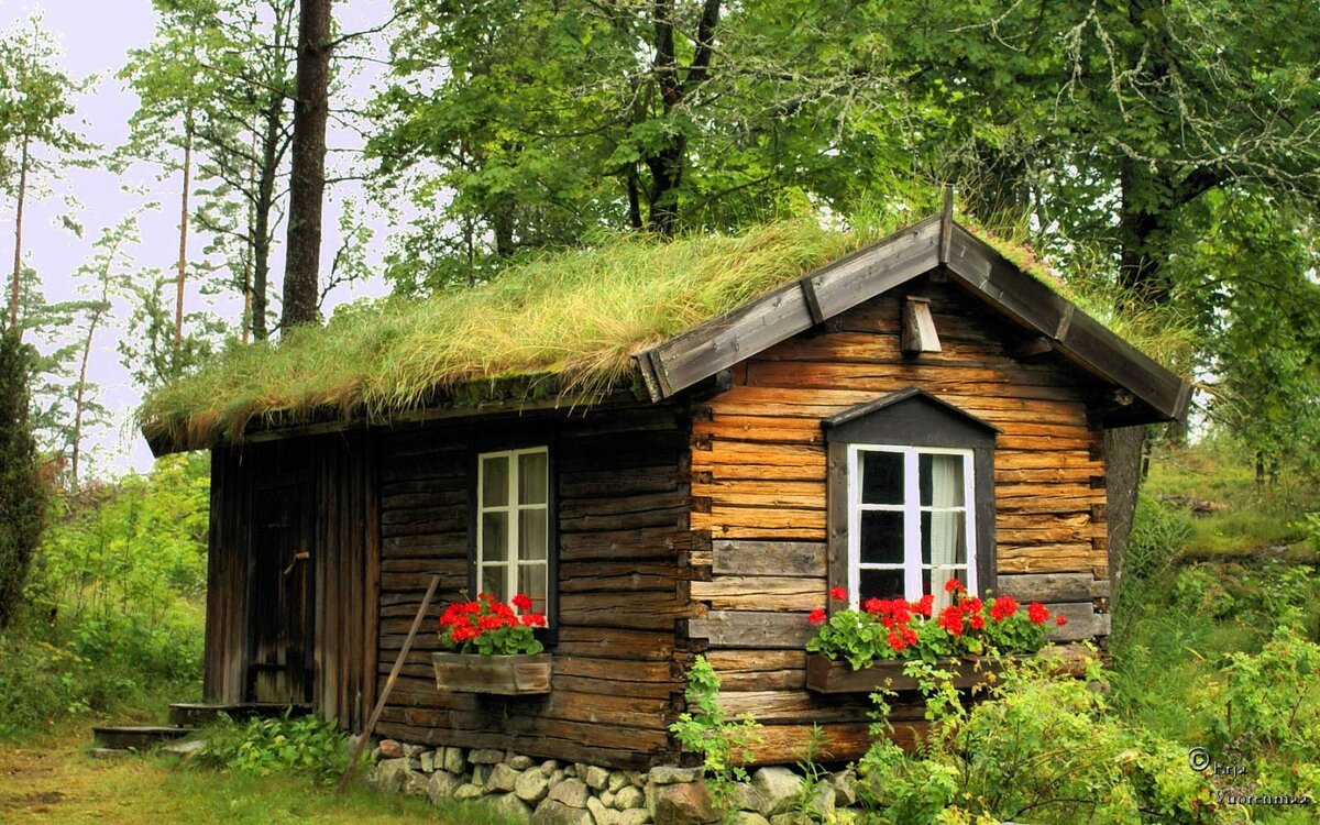 изба в лесу фото