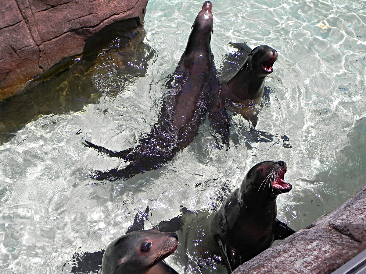 sea lion фото