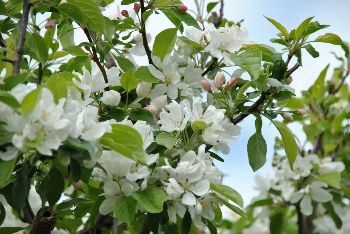 Яблоня декоративная (Malus) - купить в СПб с доставкой