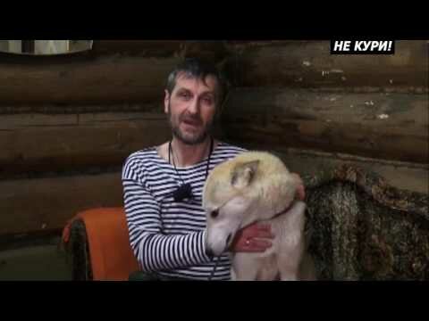 алабай в холке фото