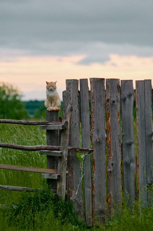 кот на заборе деревне фото