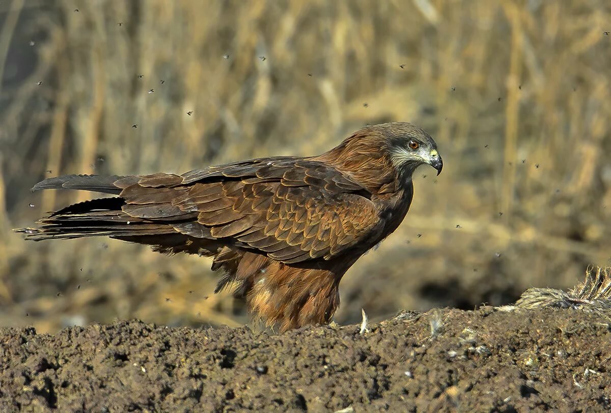 черный коршун milvus migrans фото