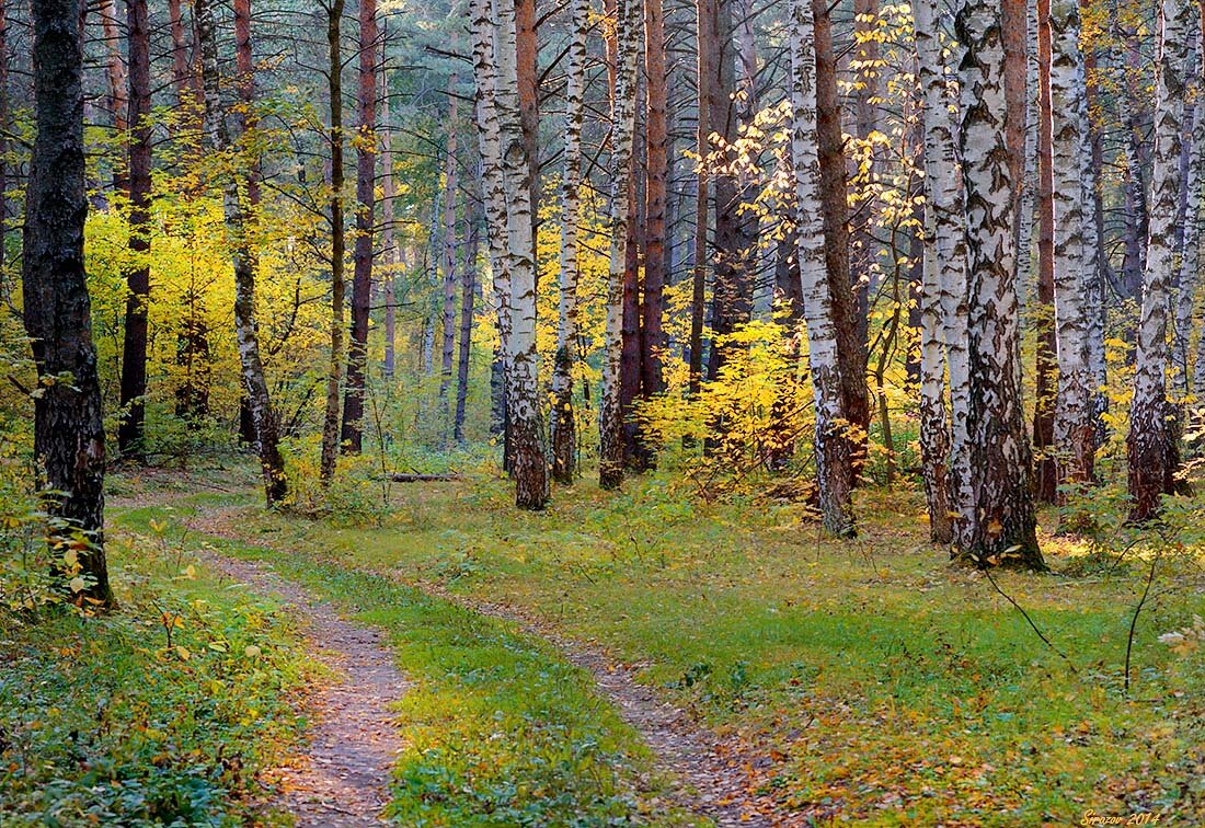 лес осенью фото
