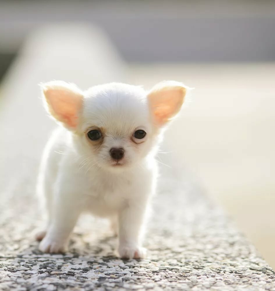 Teacup chihuahua kijiji