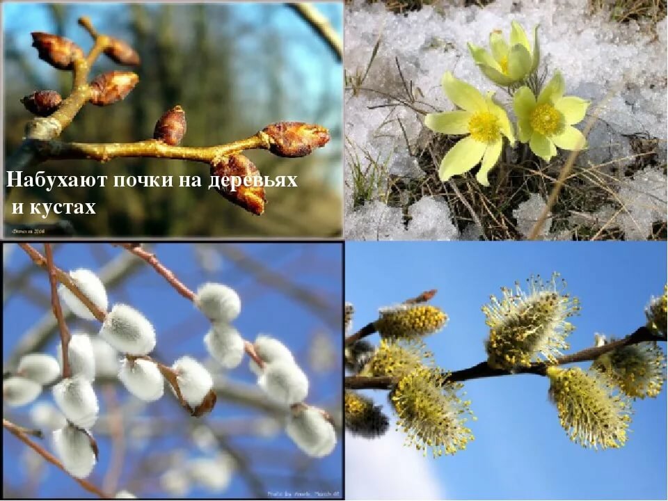 Фото весенних признаков