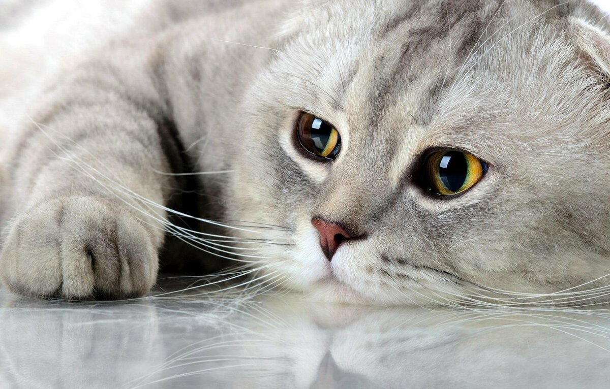 ���� �� ���������, ����� ������