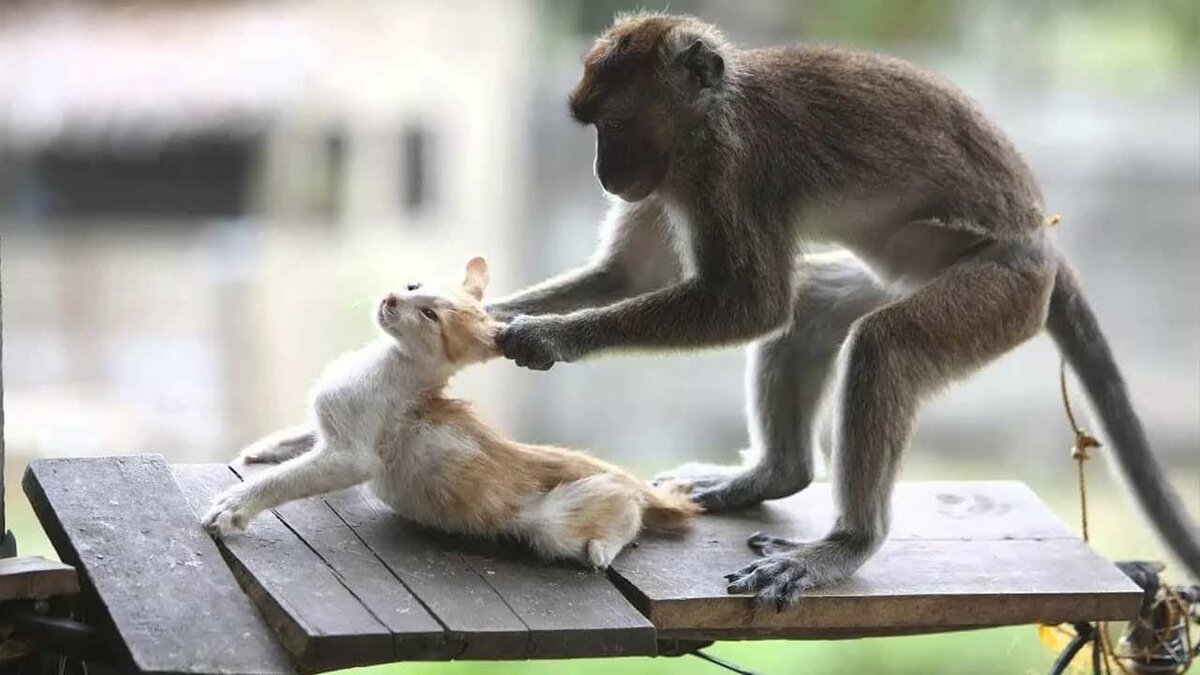 ����, ����� ���������� ��������