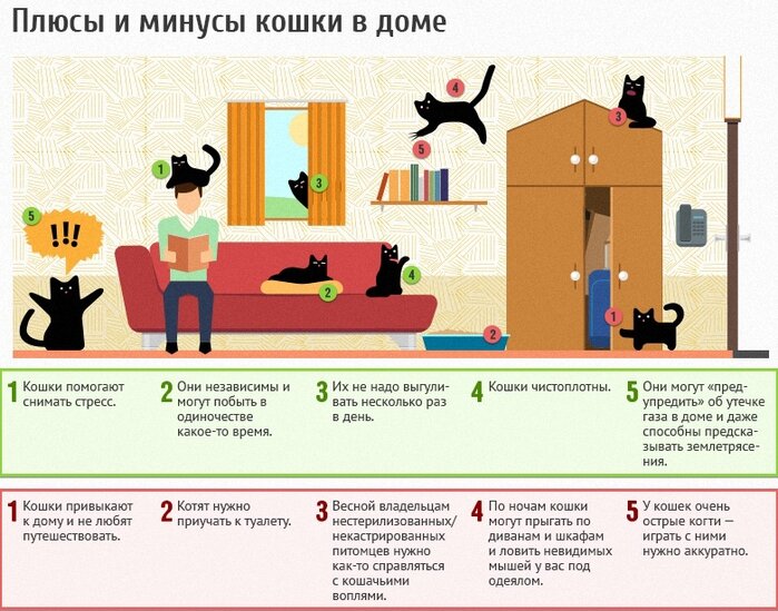День кошек 2024: какого числа 