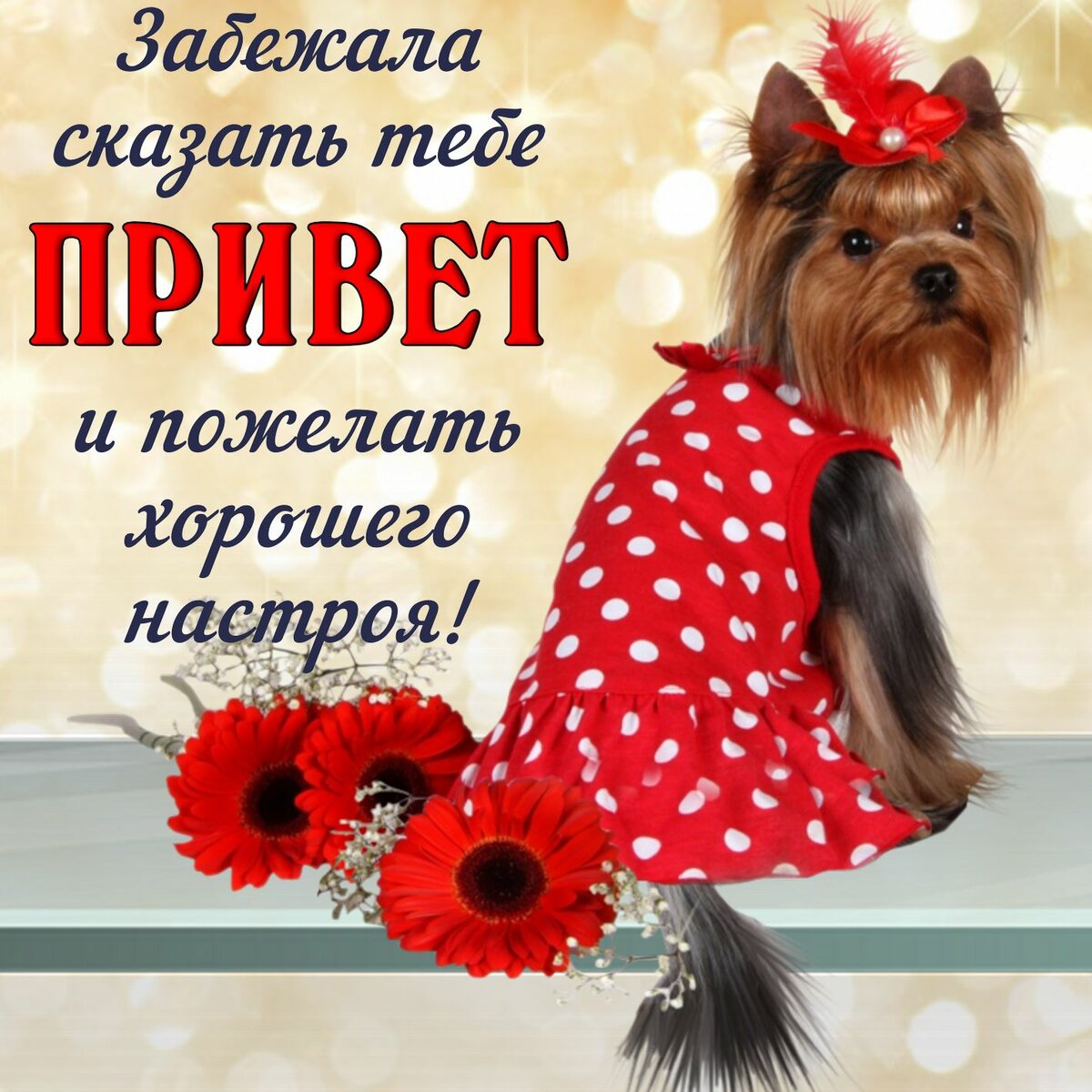 Фото Привет Смешное