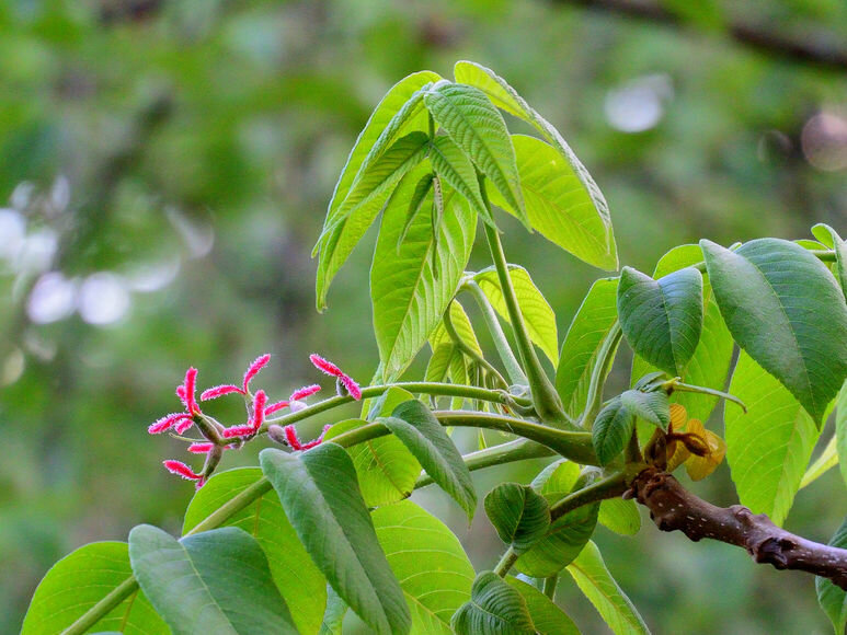 орех маньчжурский juglans mandshurica фото