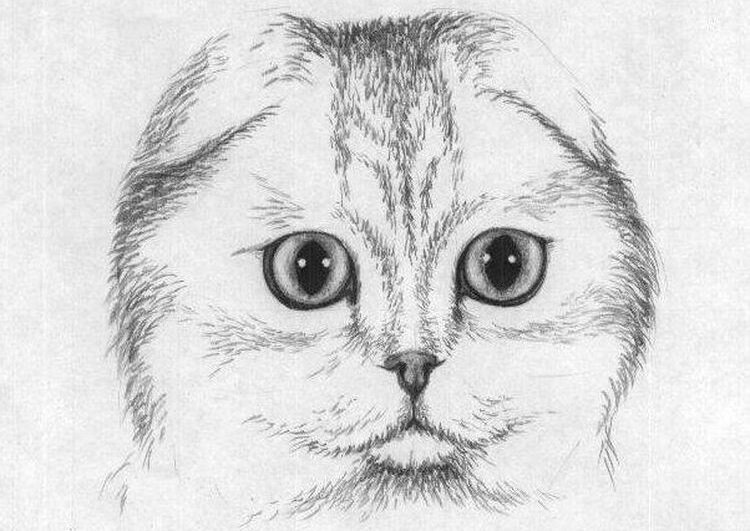 кошка карандашом фото