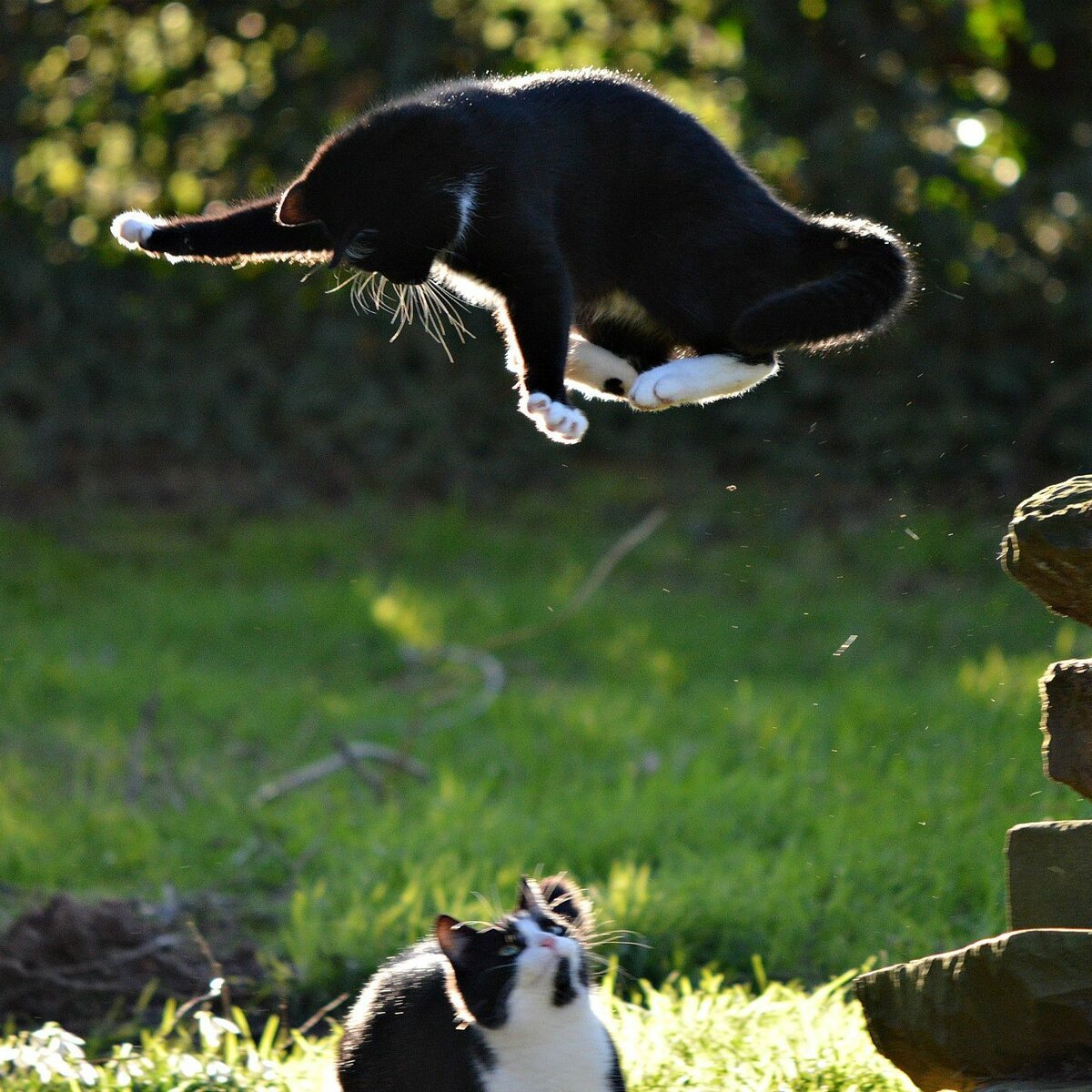 ����� ������� �������� � ��������, ������ �����