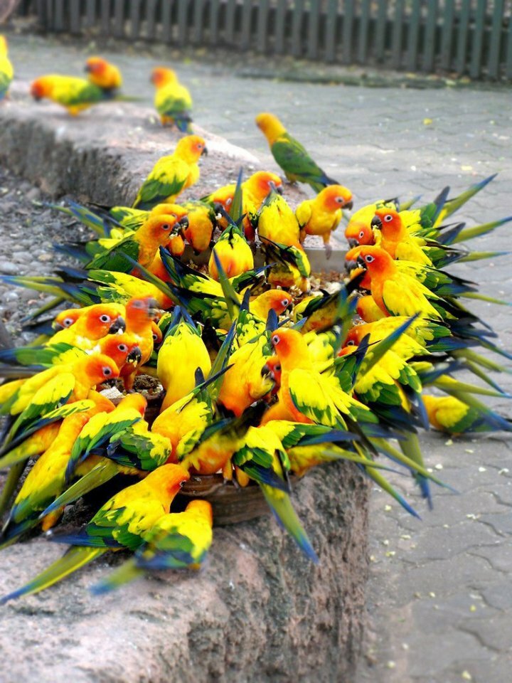 ����� ������ �������� �������