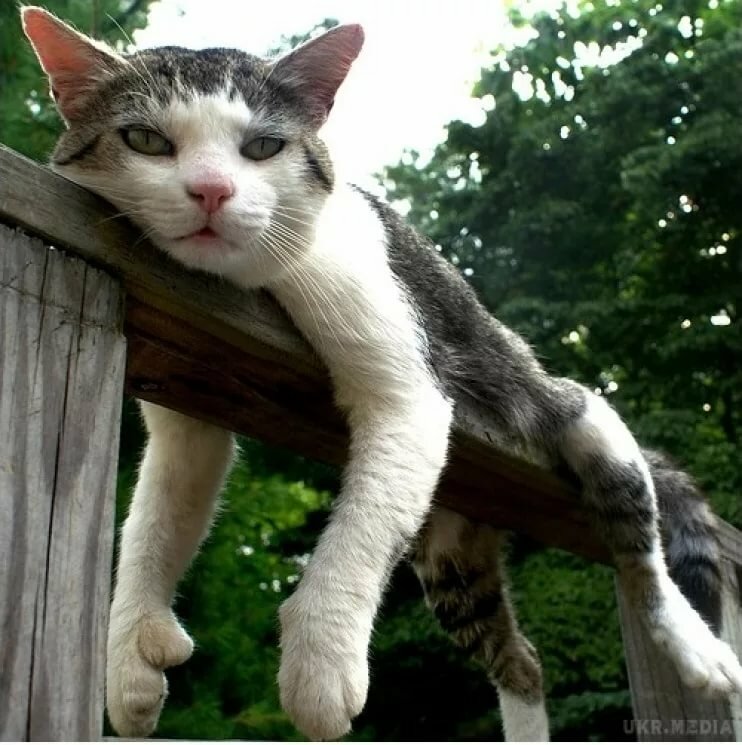 �������� ������� �������, ������� ����� ��������