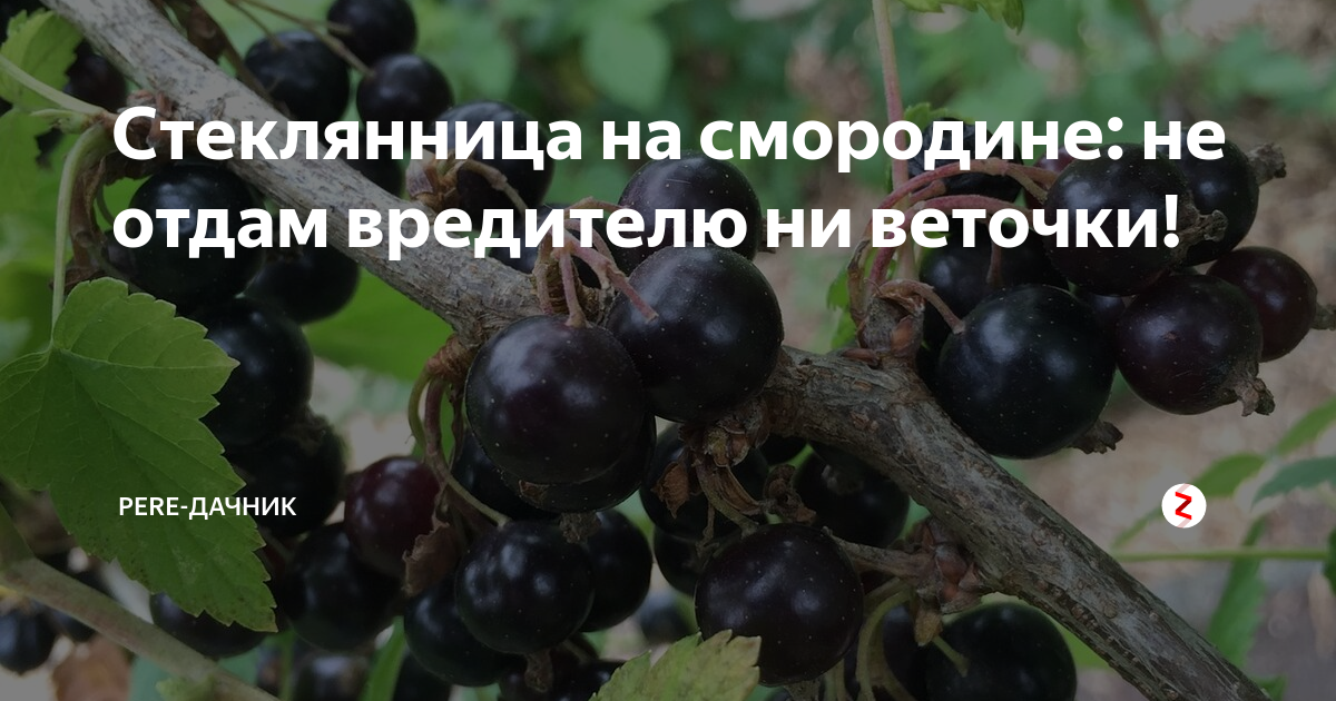 черная смородина фото