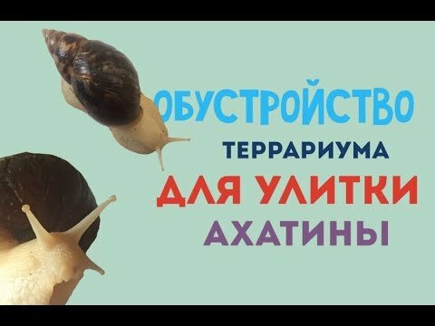 улитки ахатины фото