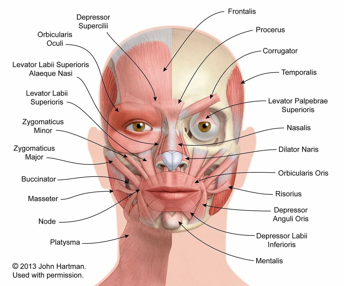 Facial features labeled — pic 6