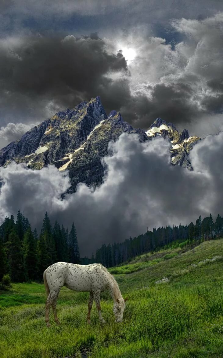 лошадь в горах обои фото