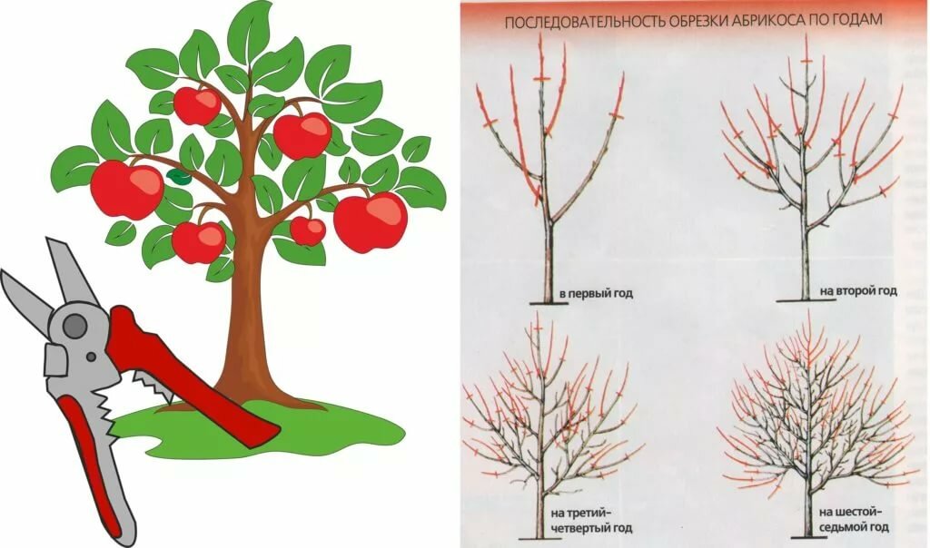 показать схематично обрезку фруктовых